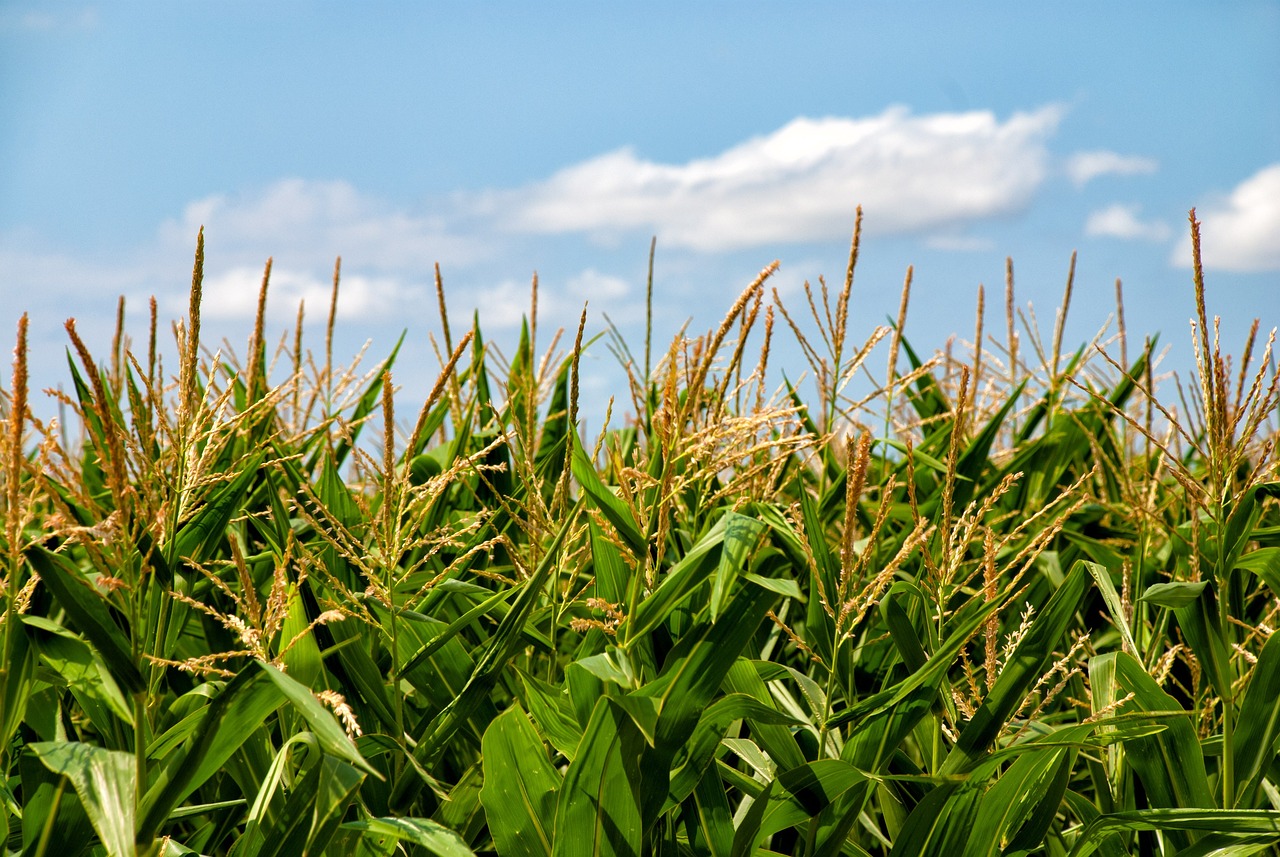 Ziarno kukurydzy w żywieniu zwierząt